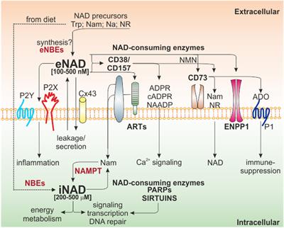 NAMPT and NAPRT: Two Metabolic Enzymes With Key Roles in Inflammation